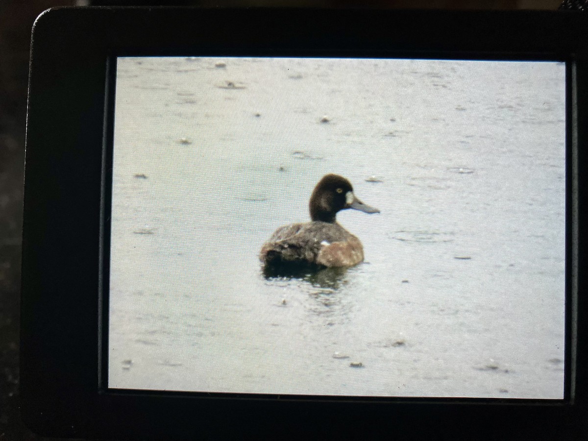 Lesser Scaup - ML619229286