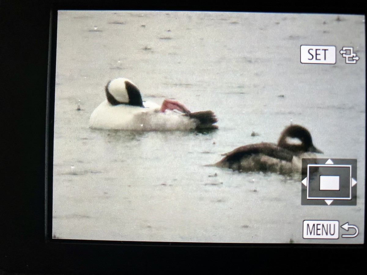 Bufflehead - George Poscover