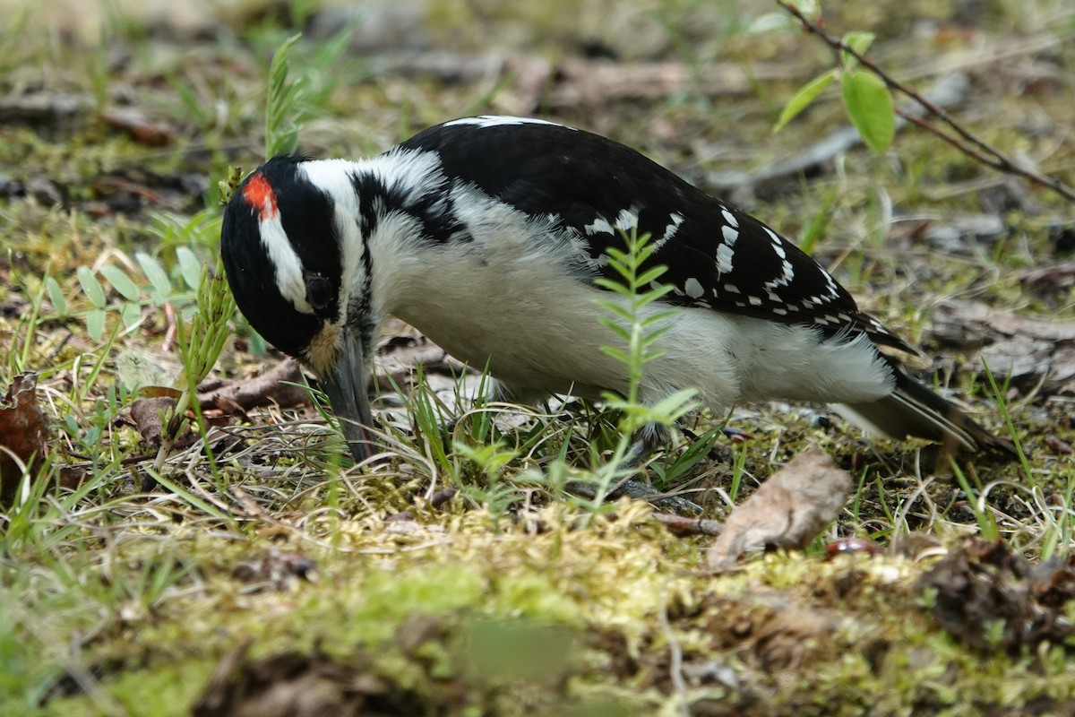 Hairy Woodpecker - Claude Achim