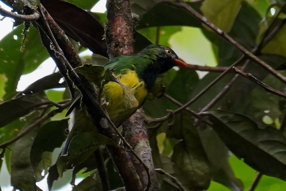 Black-chested Fruiteater - Paul von Dewitz