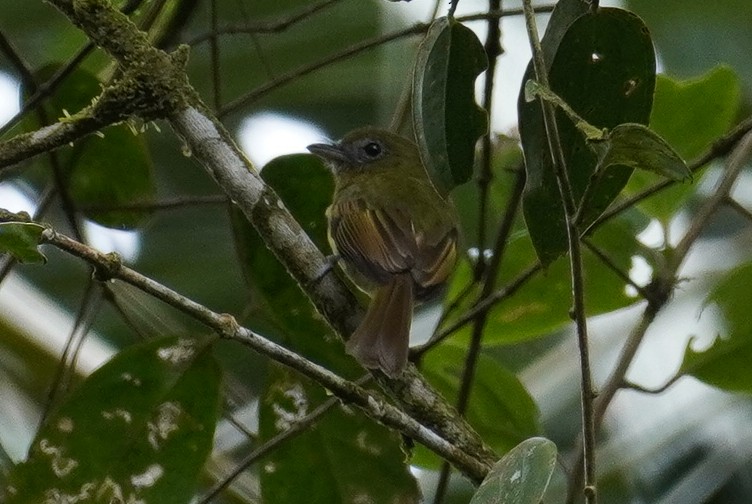 Fulvous-breasted Flatbill - ML619229350