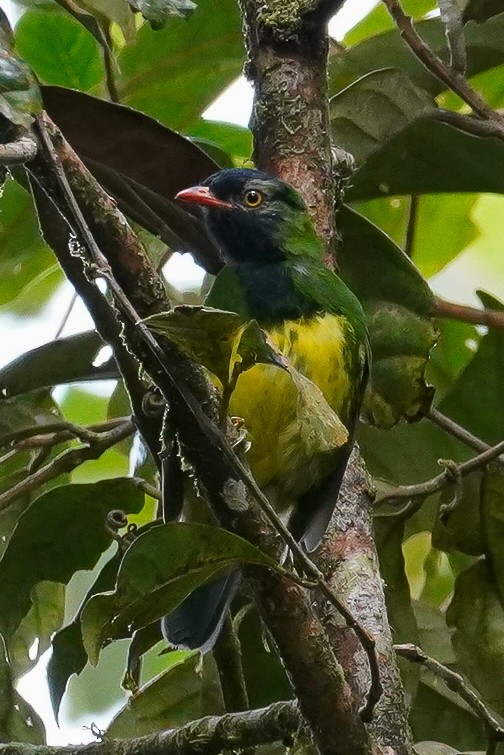 Black-chested Fruiteater - Paul von Dewitz