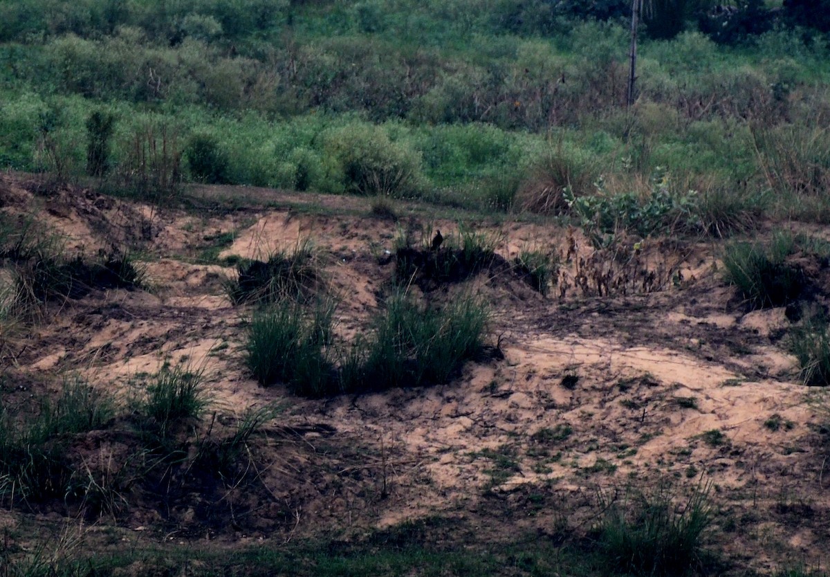 Black Francolin - ML619229367