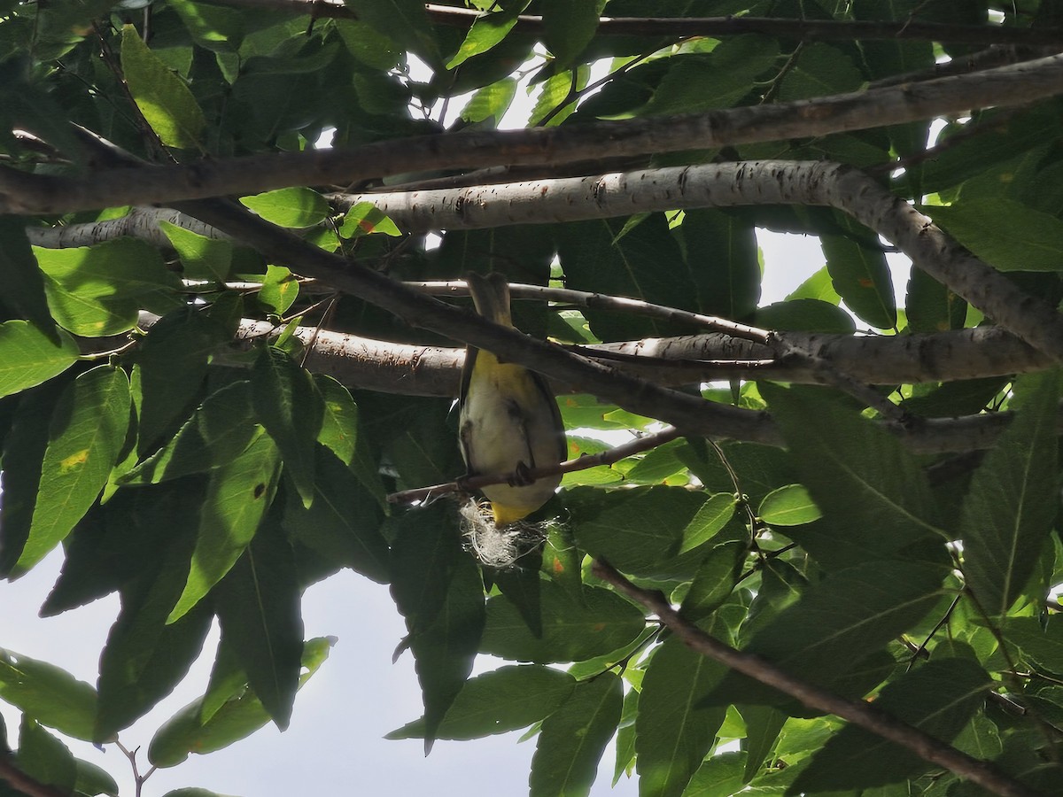 Swinhoe's White-eye - jason wu