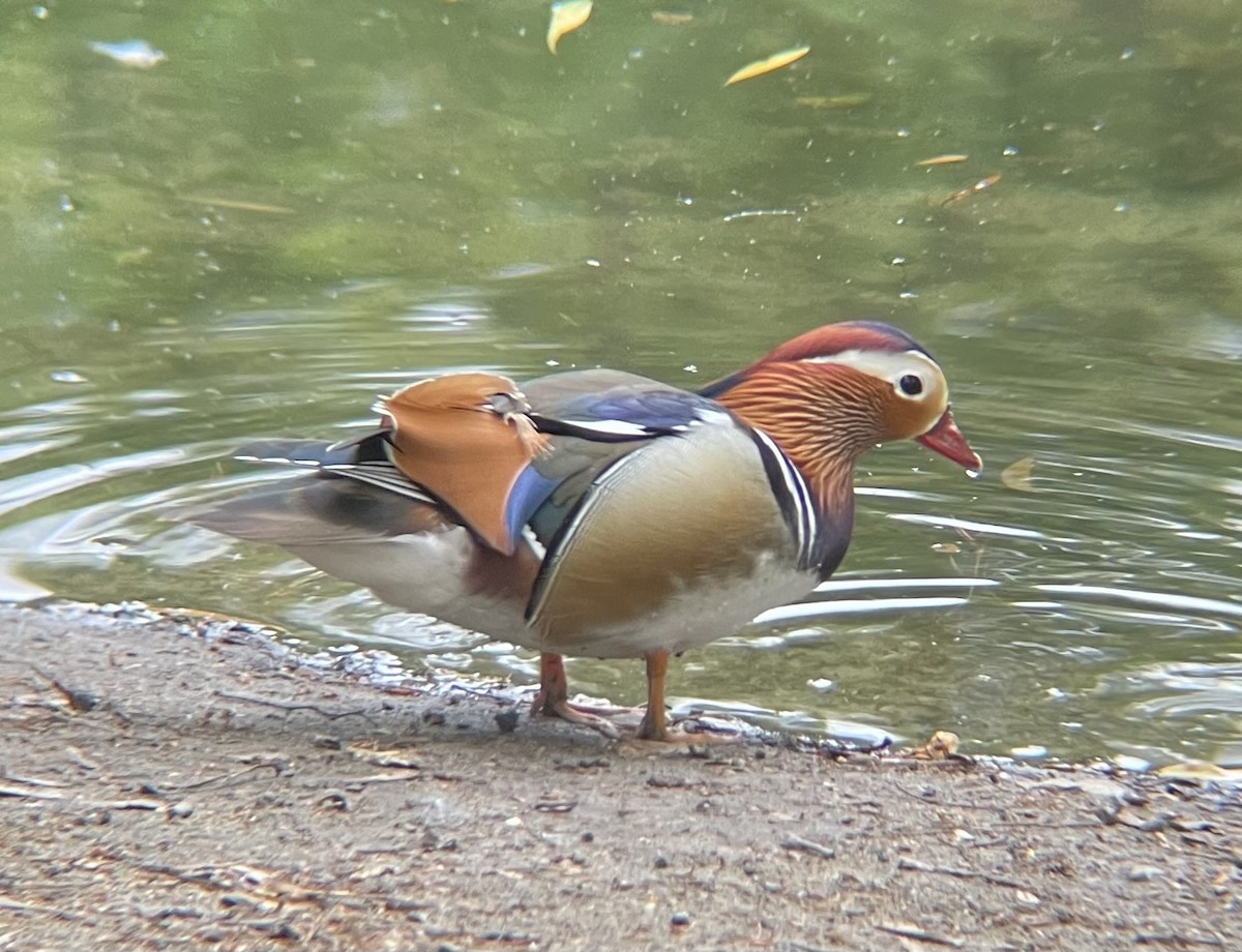 Mandarin Duck - ML619229397