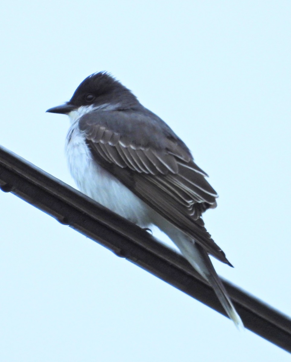 Eastern Kingbird - Mark Malec