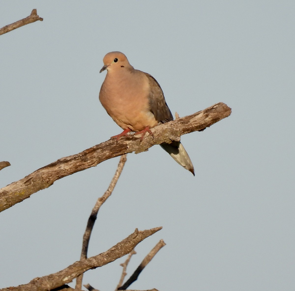 Mourning Dove - Christopher Daniels