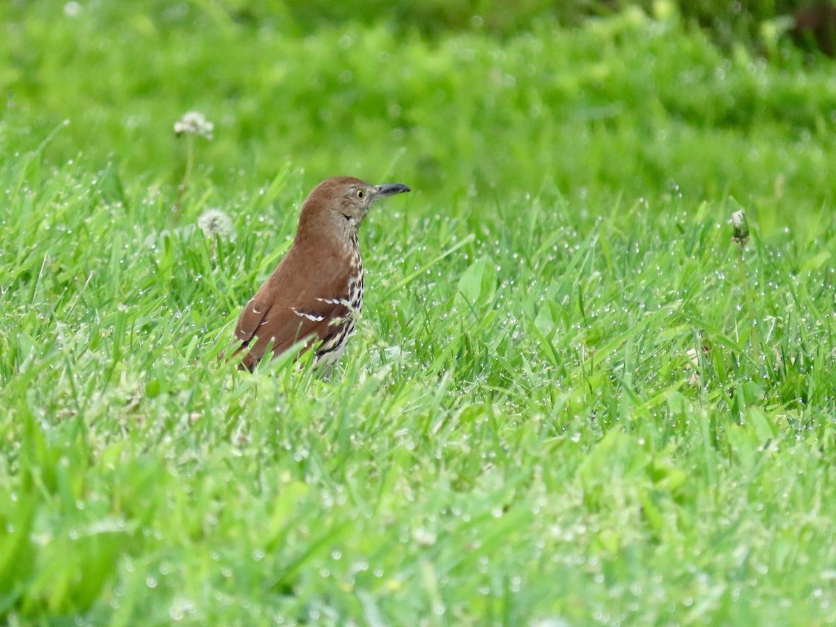 Brown Thrasher - LouAnn O'Hora