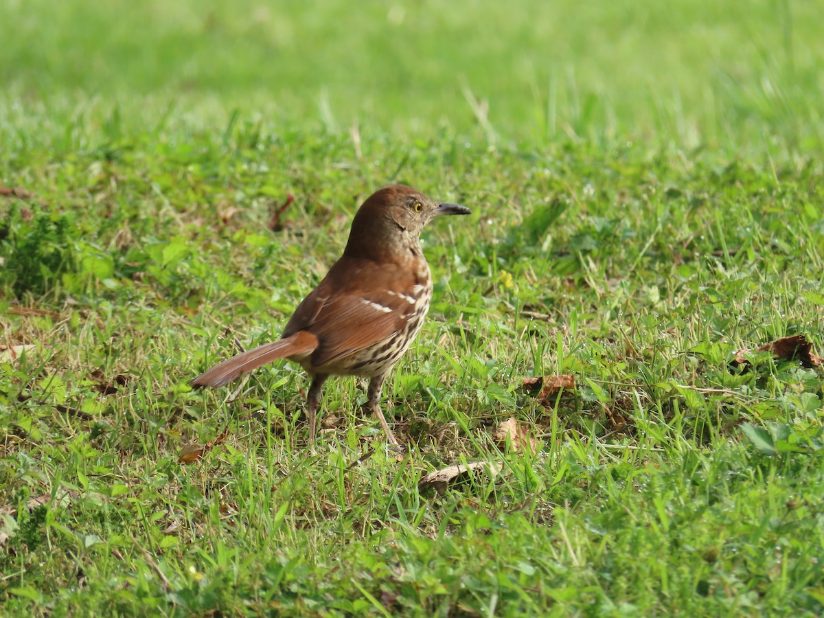 Brown Thrasher - LouAnn O'Hora