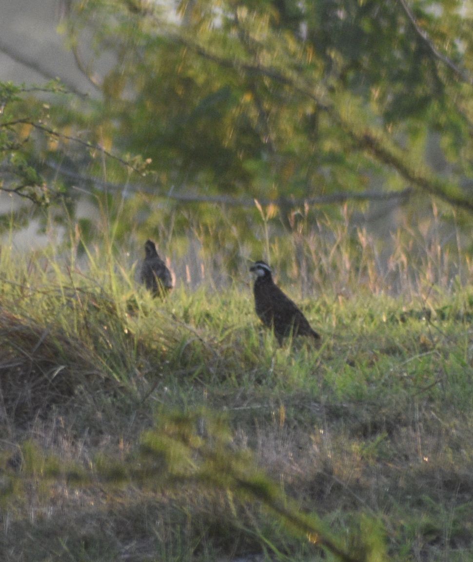 Northern Bobwhite - ML619229441