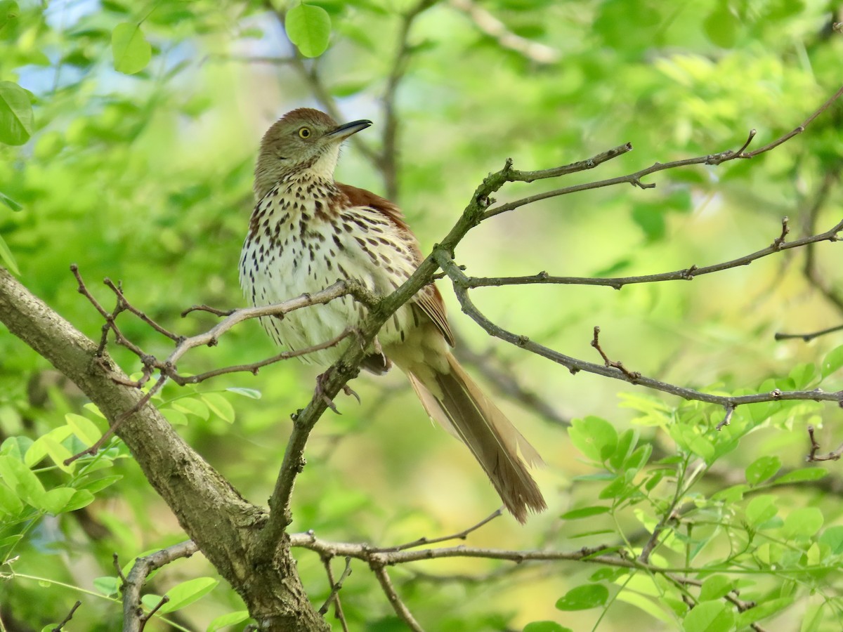 Brown Thrasher - LouAnn O'Hora