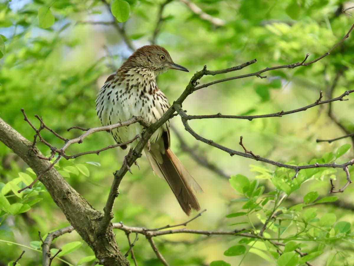 Brown Thrasher - LouAnn O'Hora