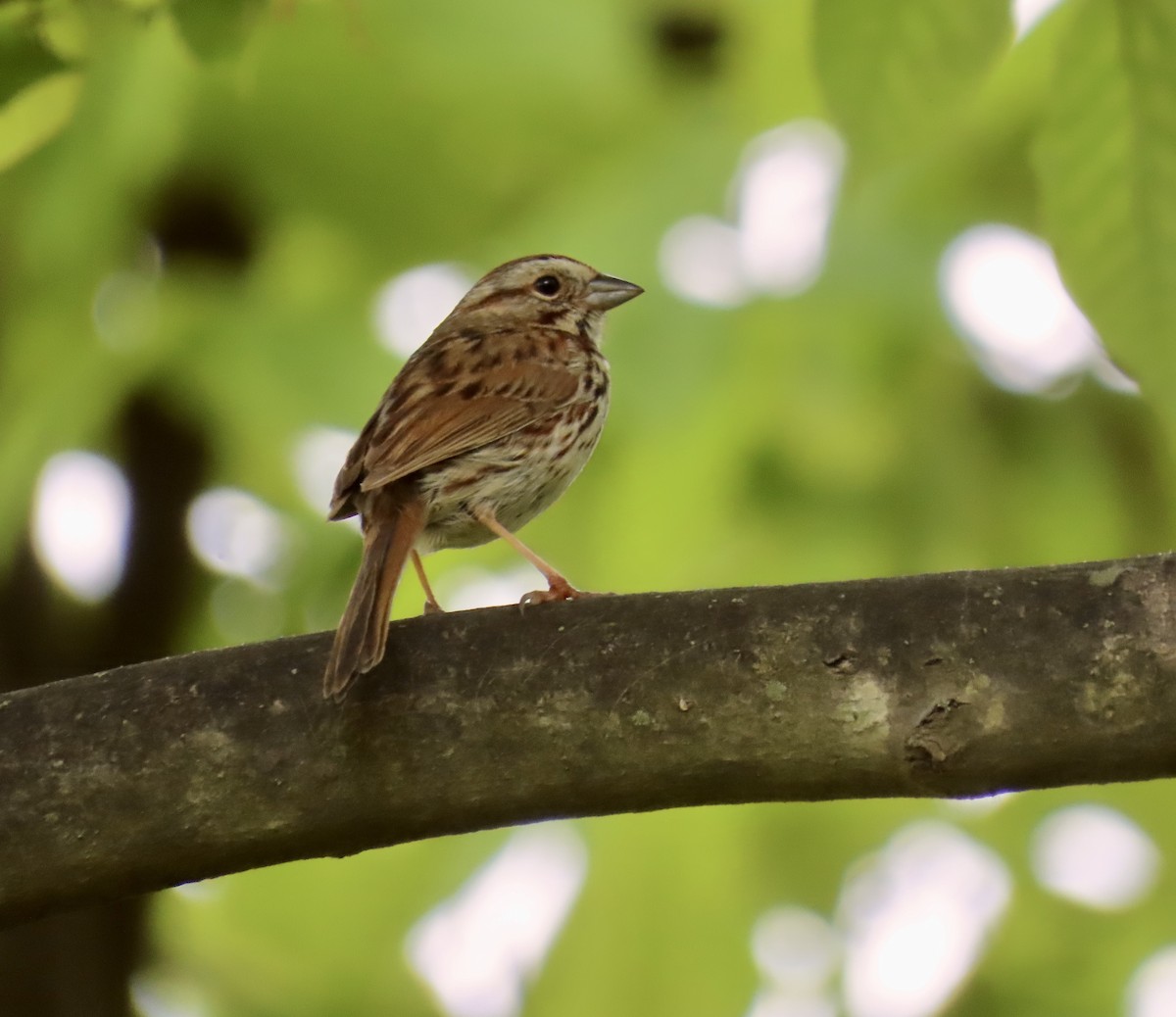 Song Sparrow - LouAnn O'Hora