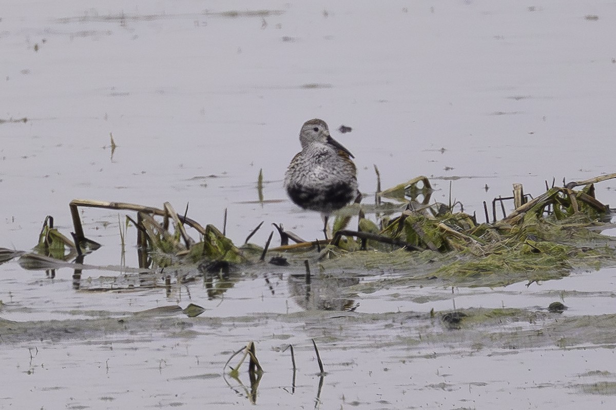 Dunlin - Vicki St Germaine