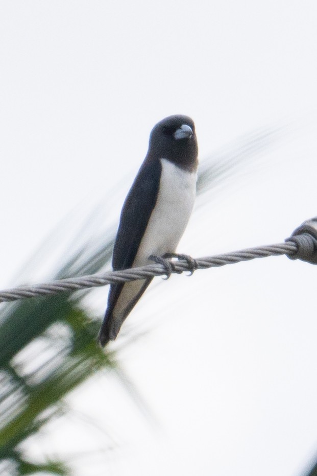 White-breasted Woodswallow - Richard Edden