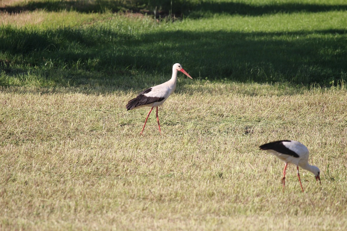 White Stork - Jason Kühn