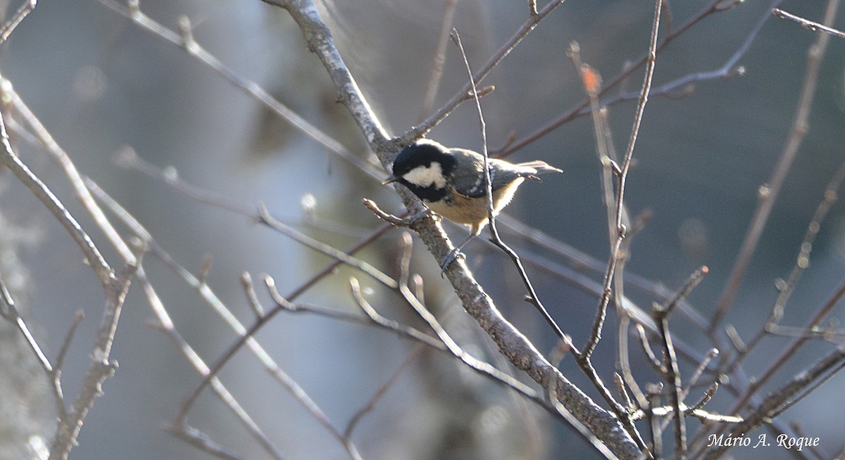 Coal Tit - ML619229529