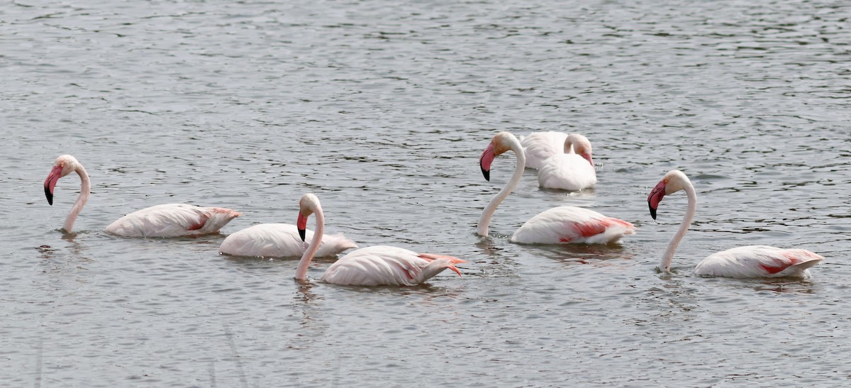 Greater Flamingo - Ferenc Domoki