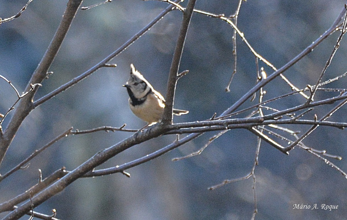 Crested Tit - Mário Roque