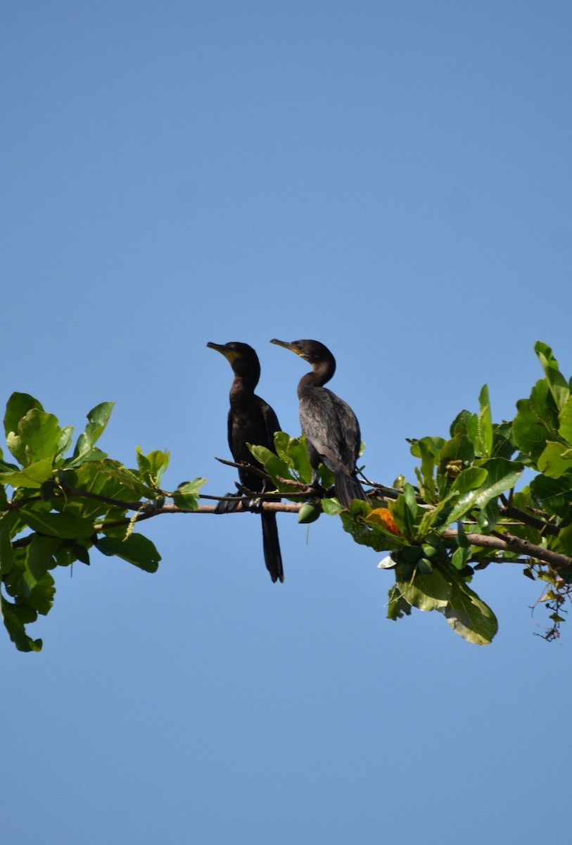 Neotropic Cormorant - ML619229549