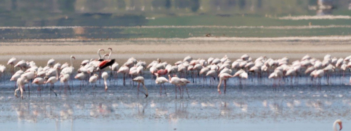 Lesser Flamingo - Ferenc Domoki