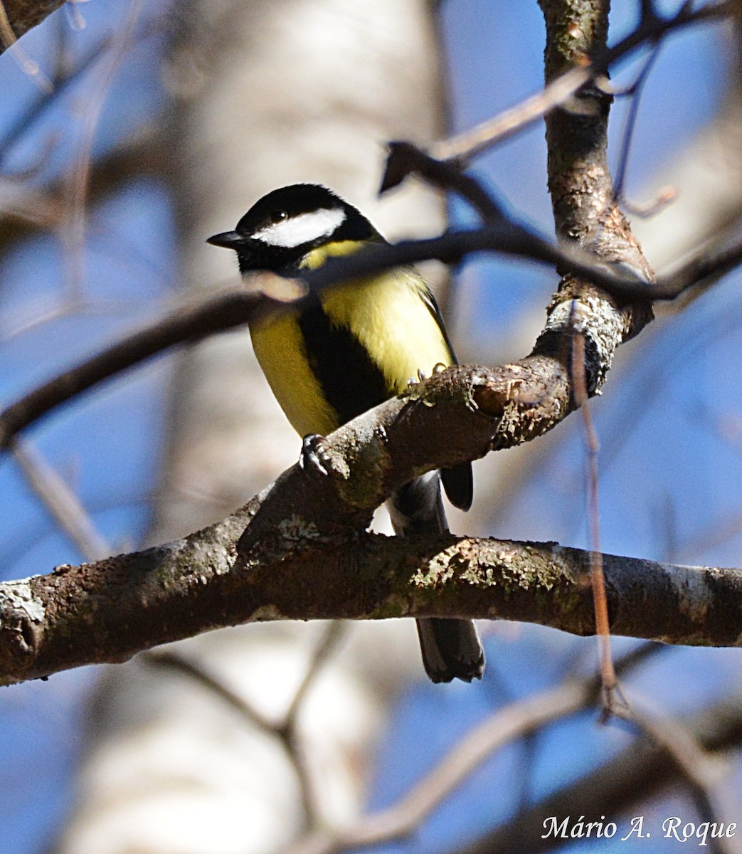 Great Tit - ML619229572