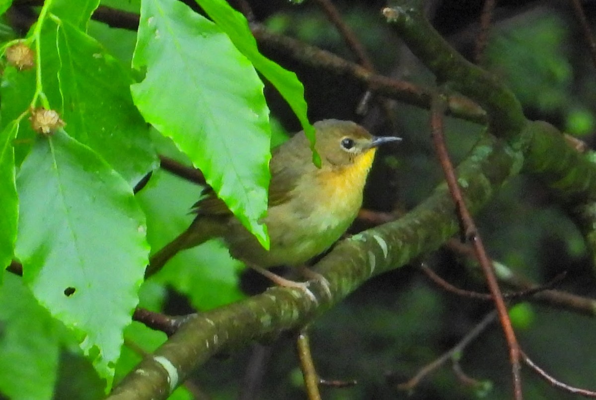 Common Yellowthroat - Mark Malec