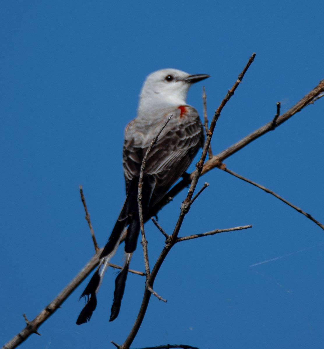 Scissor-tailed Flycatcher - Pat Tomsho