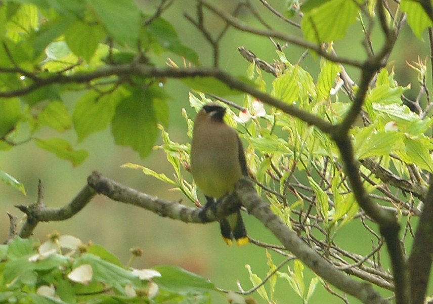 Cedar Waxwing - ML619229607