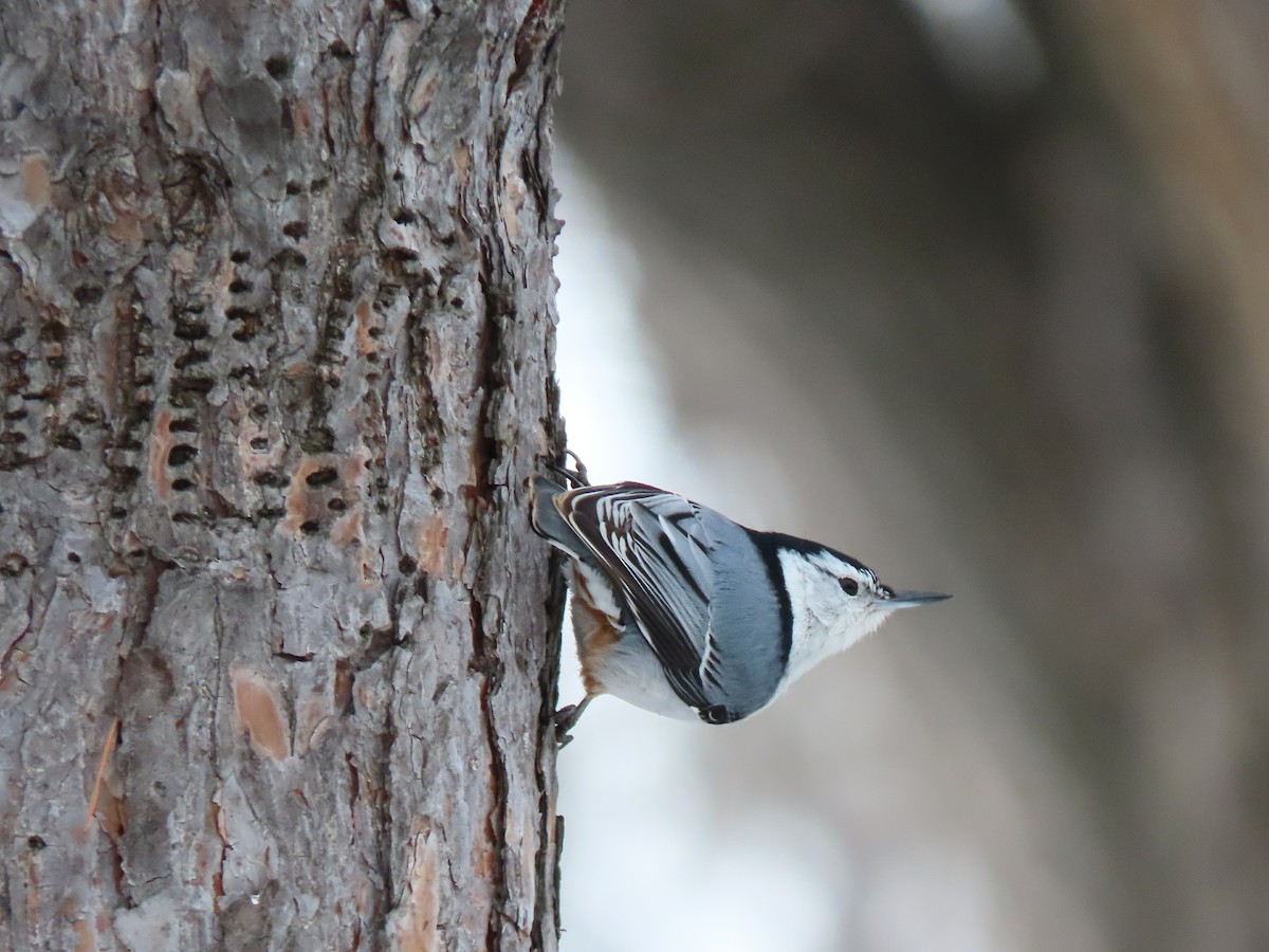 White-breasted Nuthatch - Laurie Koepke