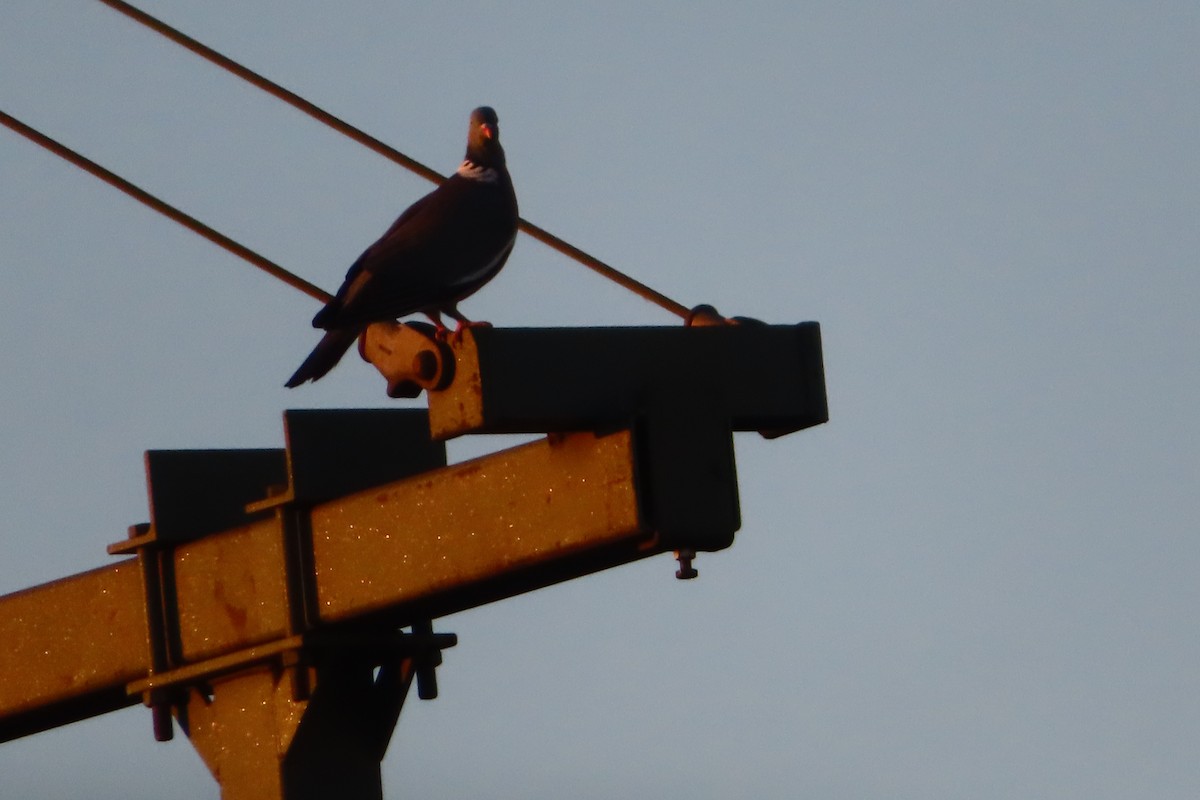 Common Wood-Pigeon - Linda White