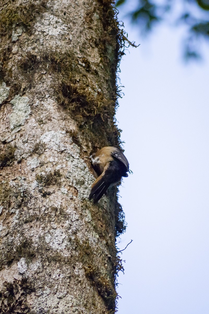 Hairy Woodpecker (Costa Rican) - Brenda Sánchez