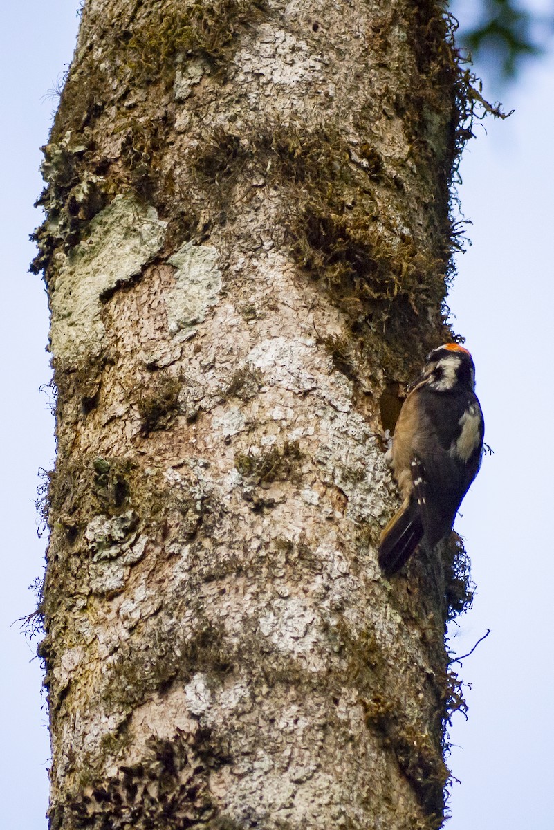 Hairy Woodpecker (Costa Rican) - ML619229639