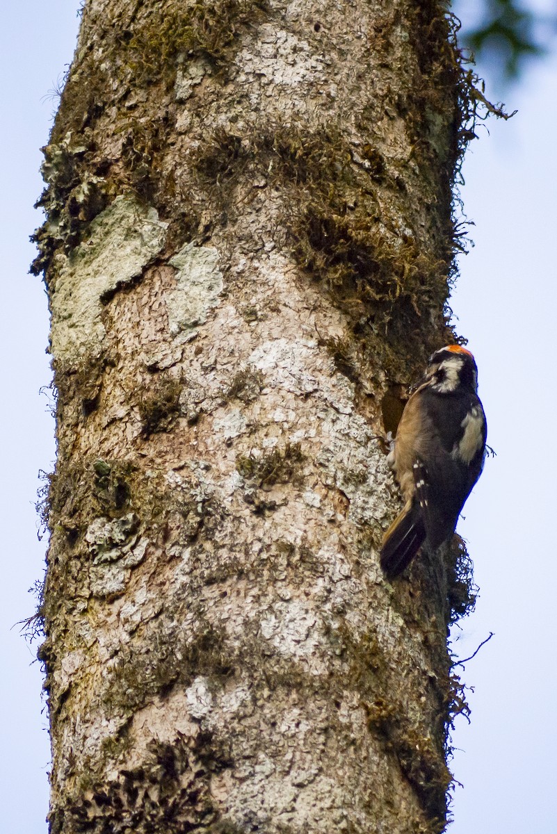 Hairy Woodpecker (Costa Rican) - Brenda Sánchez