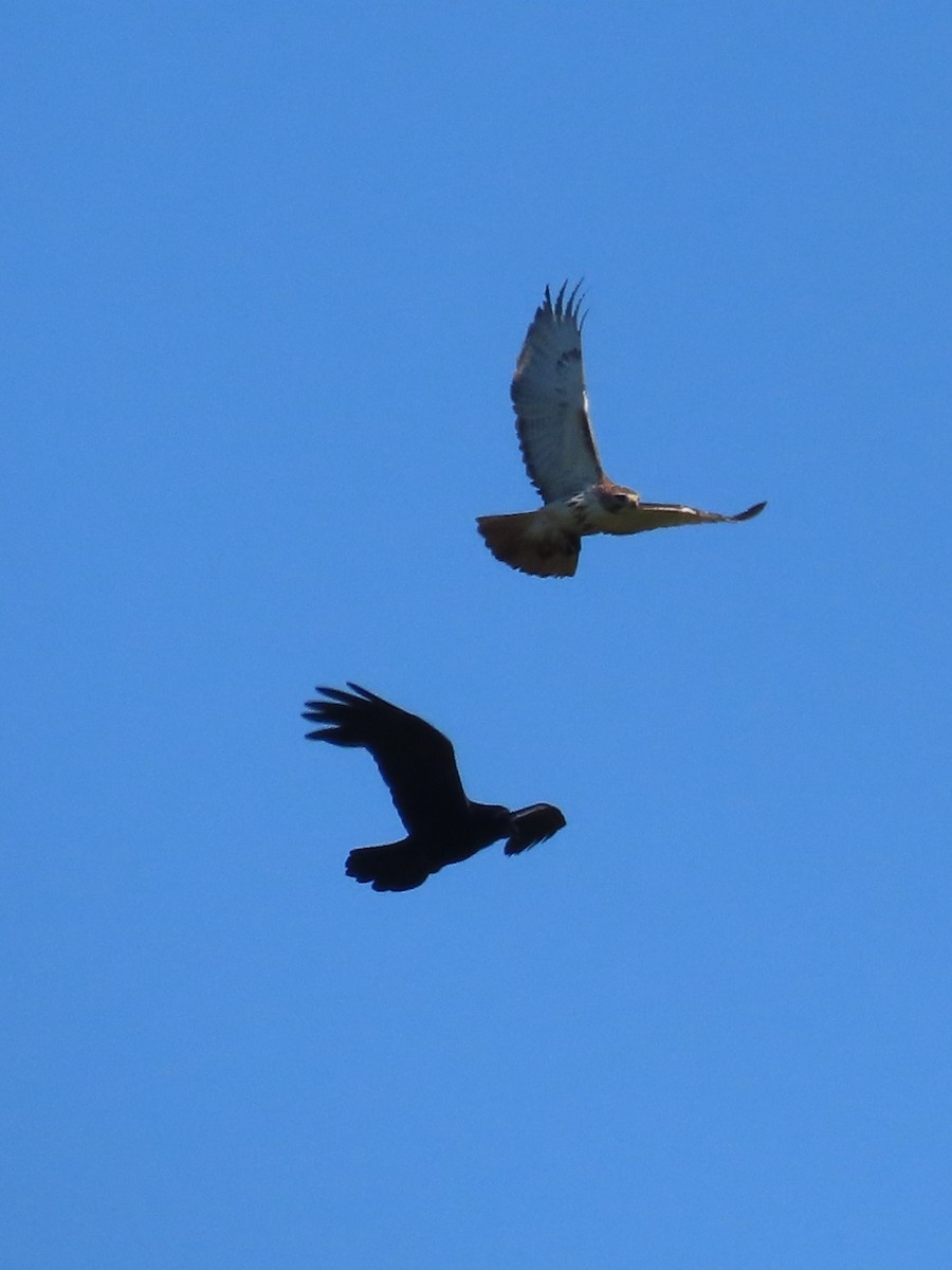 Red-tailed Hawk - Pamela Hunt