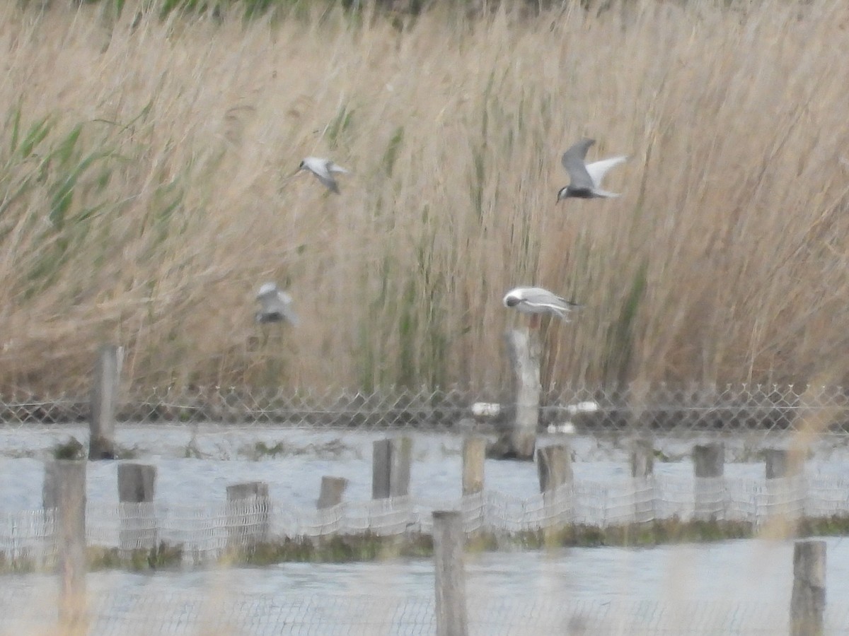 Whiskered Tern - Will Kirby