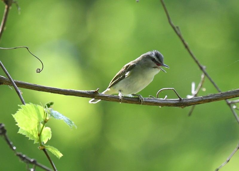 Kızıl Gözlü Vireo - ML619229693