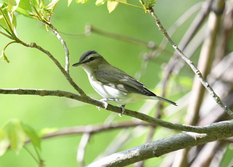 Kızıl Gözlü Vireo - ML619229695