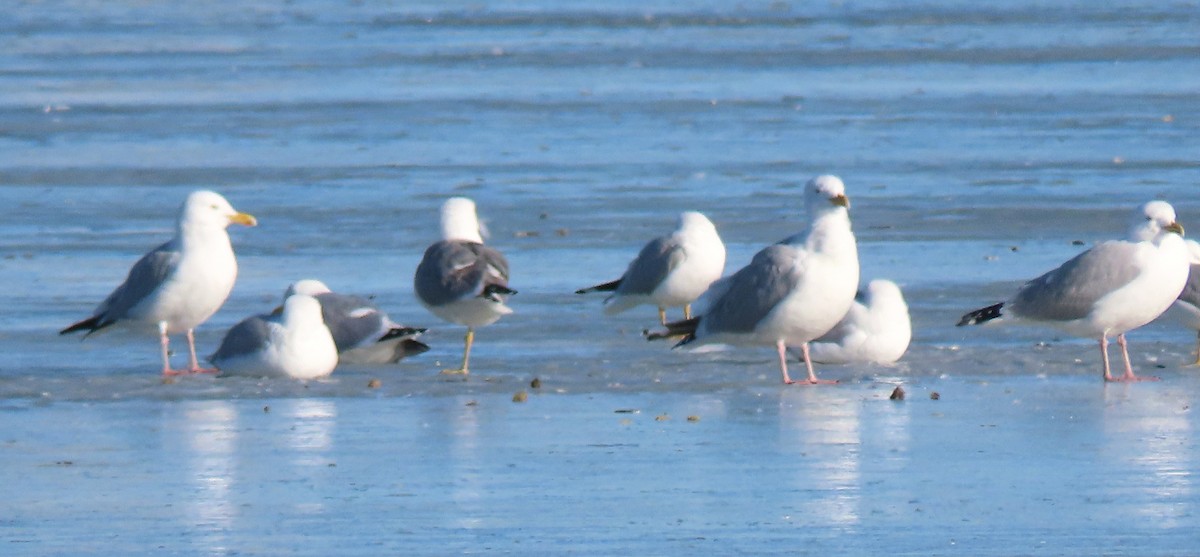 Gaviota Argéntea - ML619229719