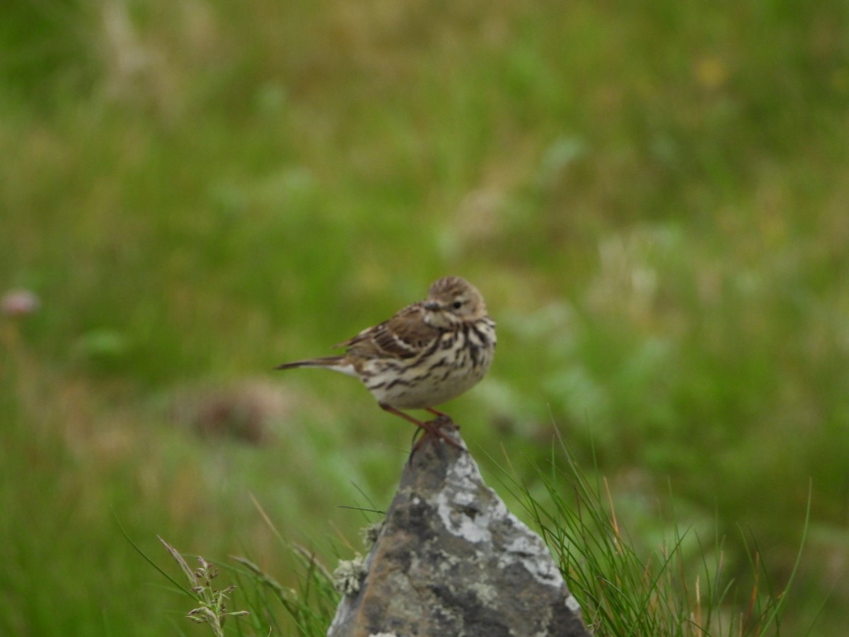 Meadow Pipit - ML619229741