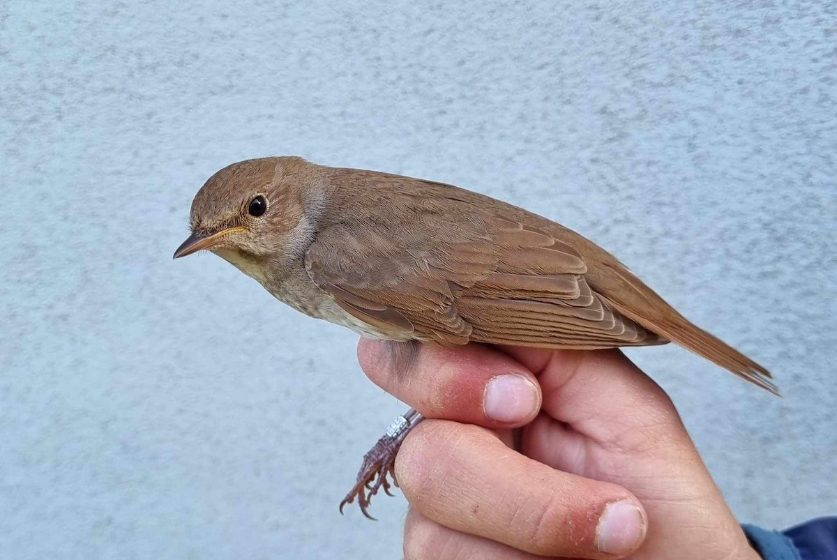 Thrush Nightingale - Lucas Corneliussen