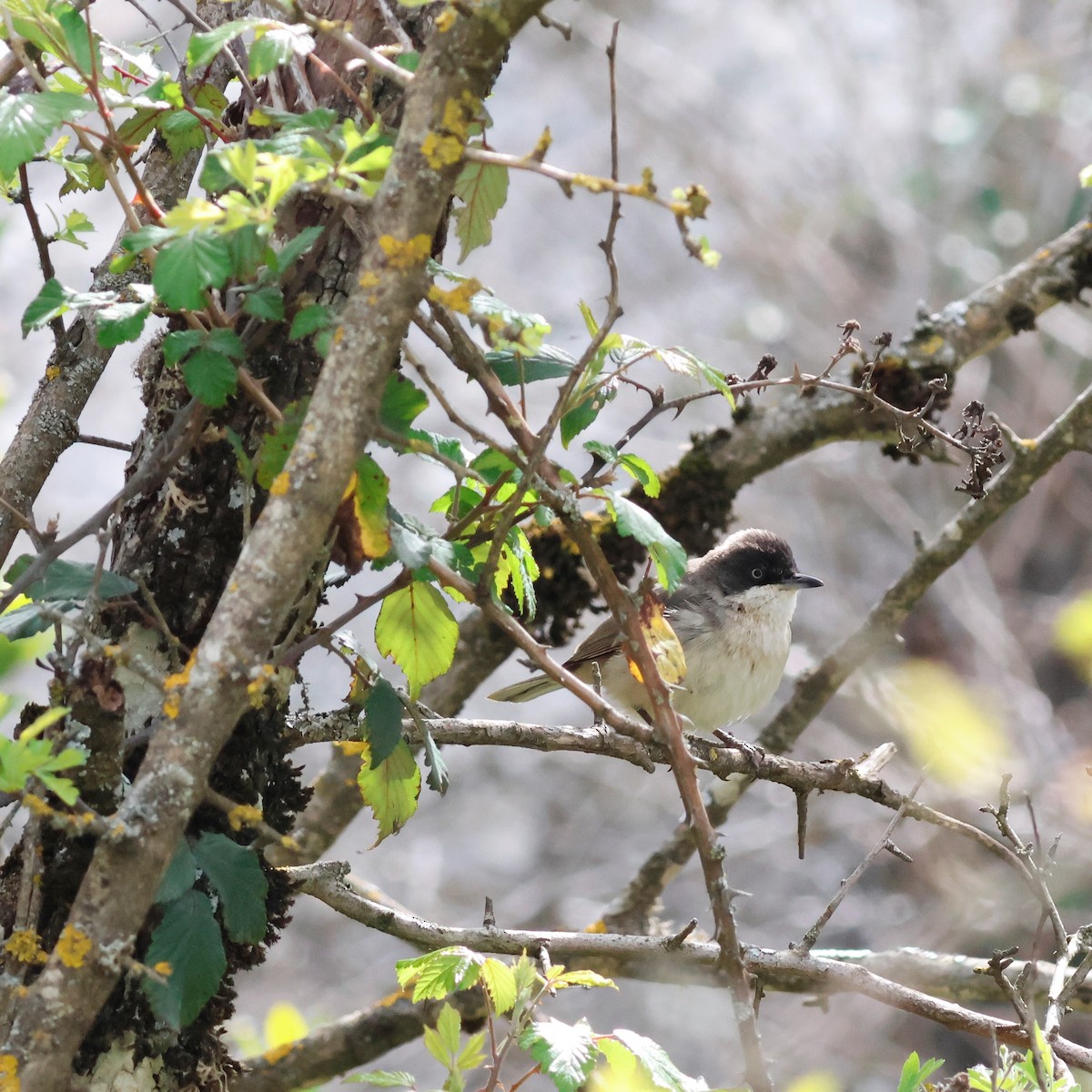 Western Orphean Warbler - Ferenc Domoki