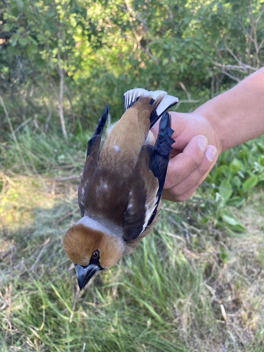 Hawfinch - Lucas Corneliussen