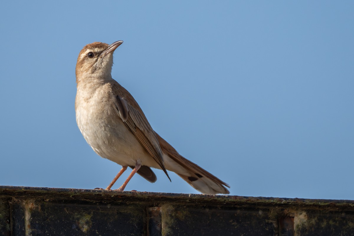 Rufous-tailed Scrub-Robin - Cyril Duran