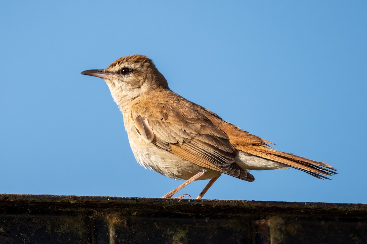 Rufous-tailed Scrub-Robin - Cyril Duran