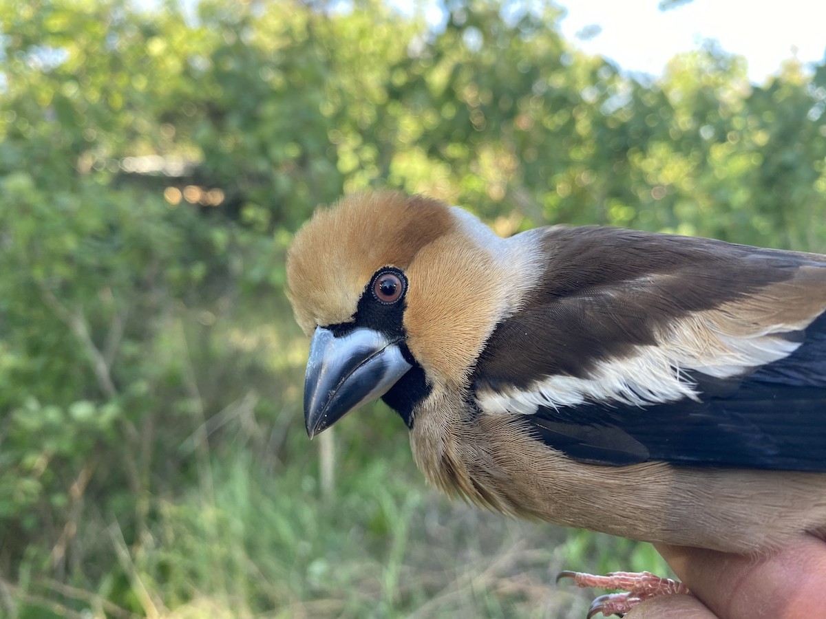 Hawfinch - Lucas Corneliussen