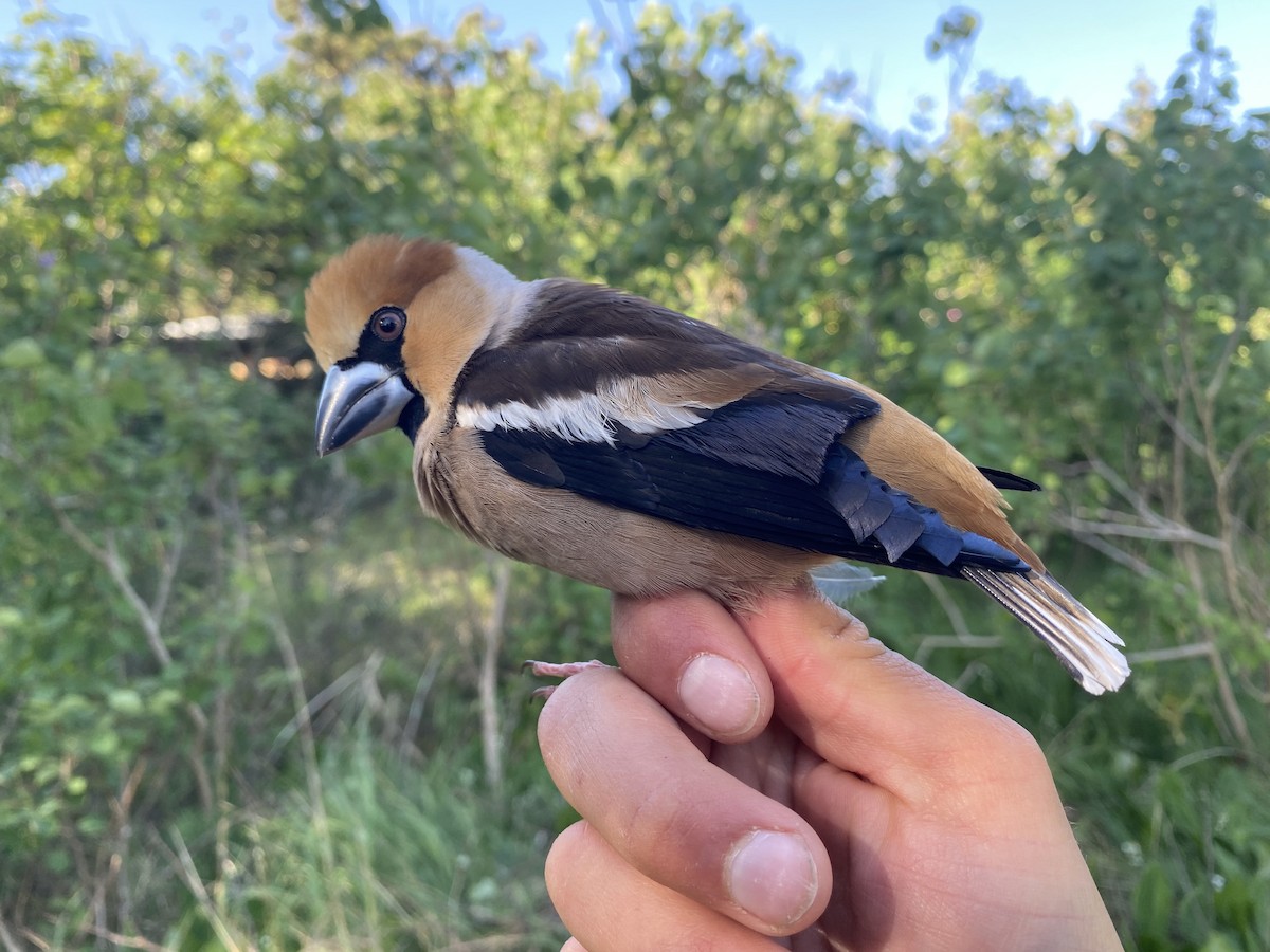 Hawfinch - Lucas Corneliussen