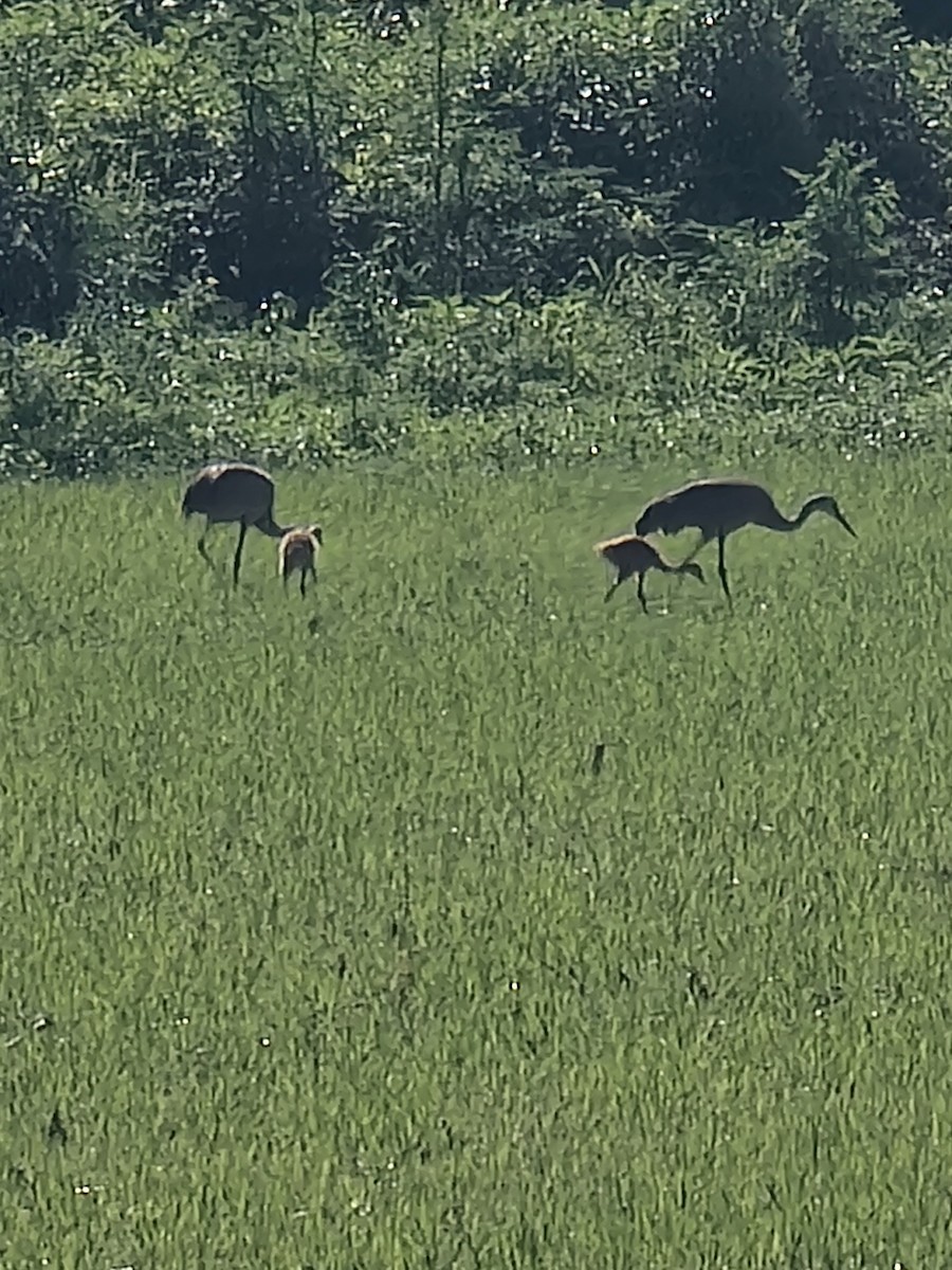 Sandhill Crane - Scott Harp