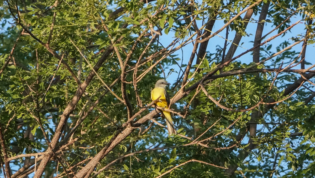 Couch's Kingbird - Laura Voight