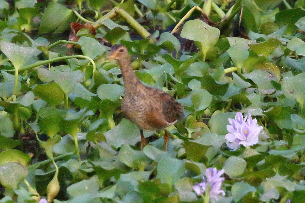 Watercock - Christopher Escott